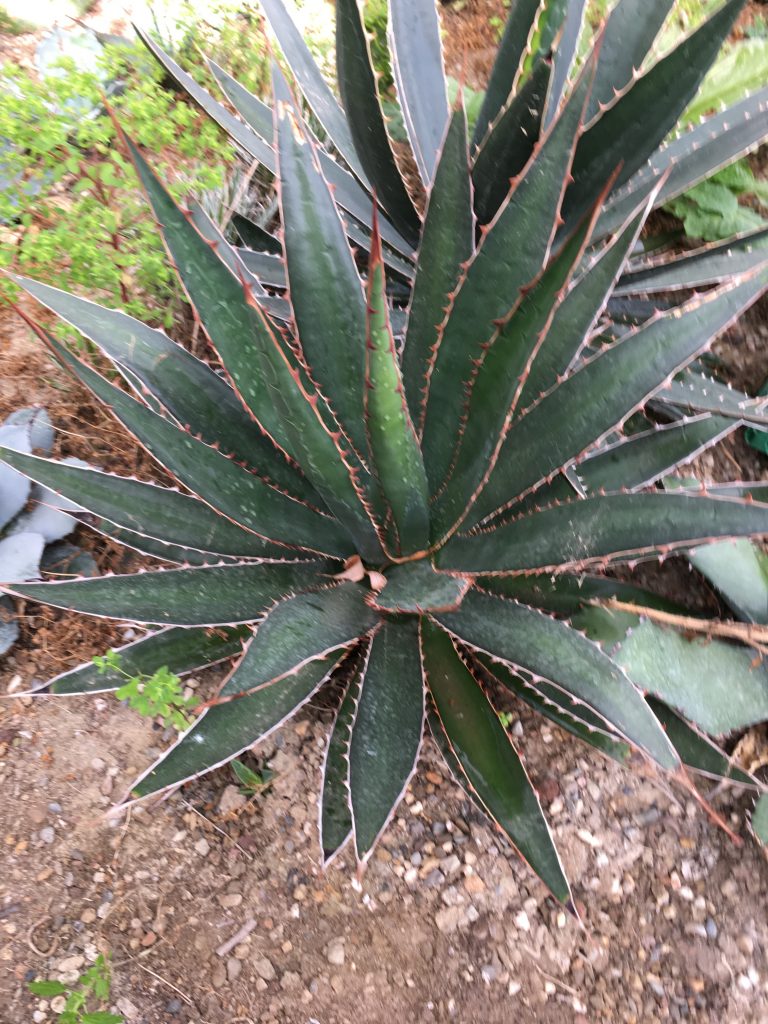 Agave garciae mendozae - Wiricactus