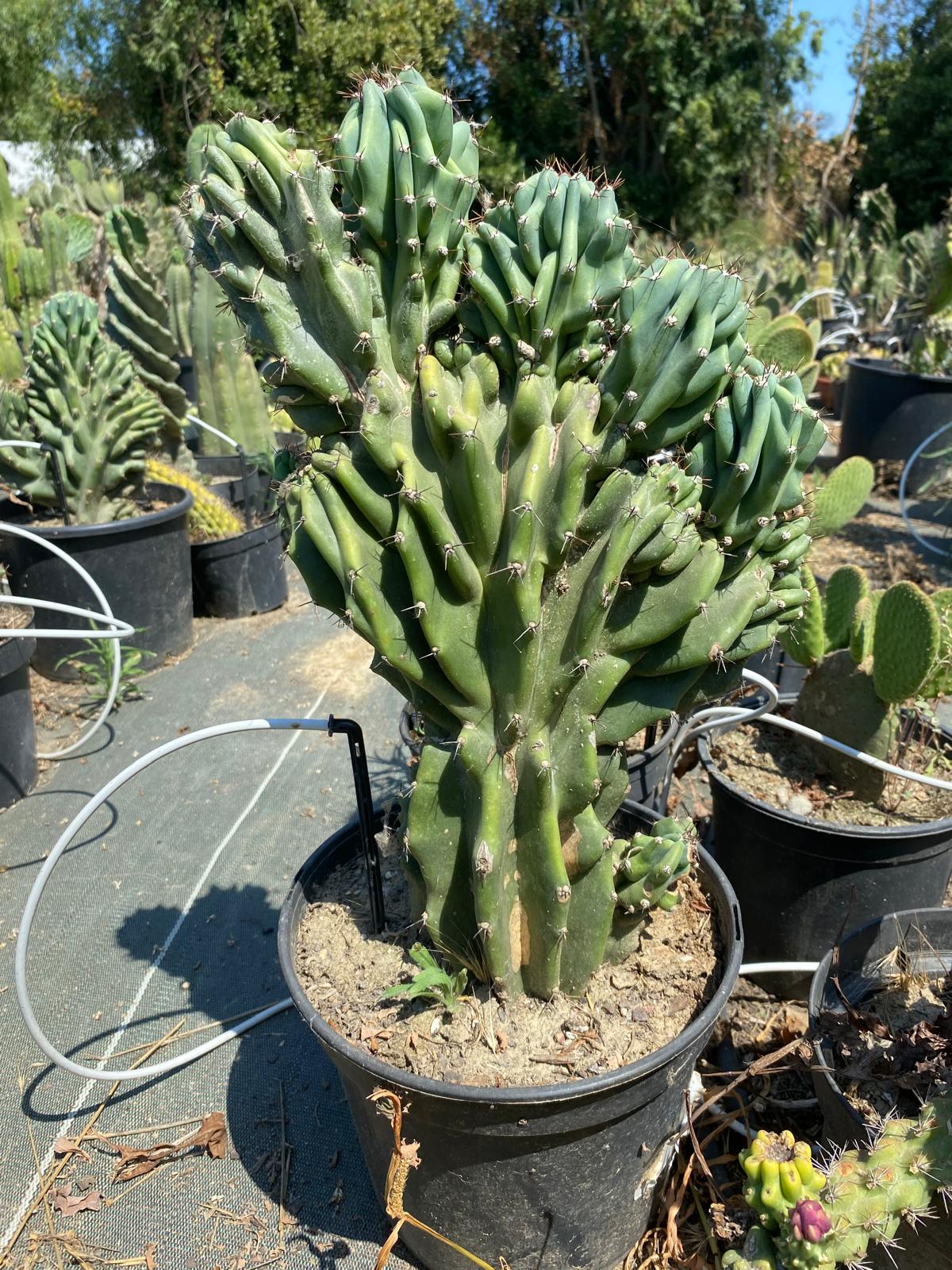 Photo de Cereus-Peruvianus-Monstruosus-Cristata en pot