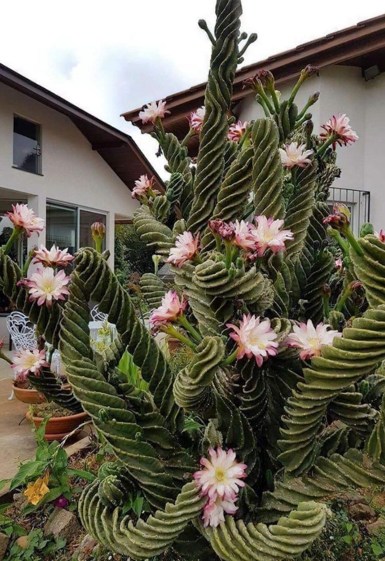 Cereus Forbesi Spiralis – Image 3