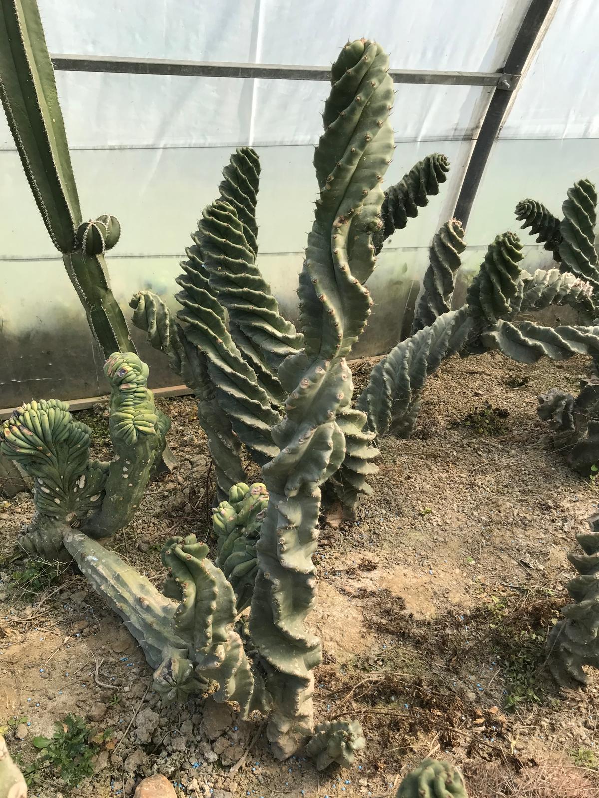 Cereus Forbesi Spiralis – Image 2